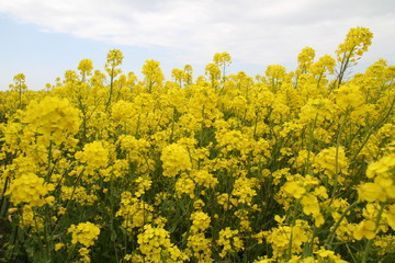 菜の花畑