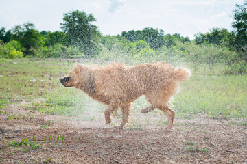 Fototapeta premium Golden Retriever dog shakes off water after a swim
