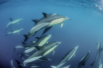 Common dolphins rounding up sardines into a bait ball so they can feed on them. Image was taken during the annual sardine run off the east coast of South Africa.