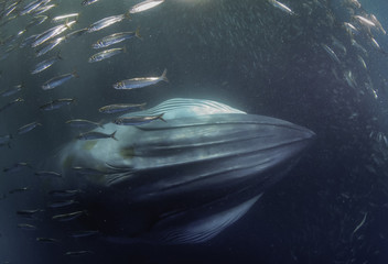 Bryde's whale swimming through a sardine bait ball feeding on sardines, sardine run, east coast...