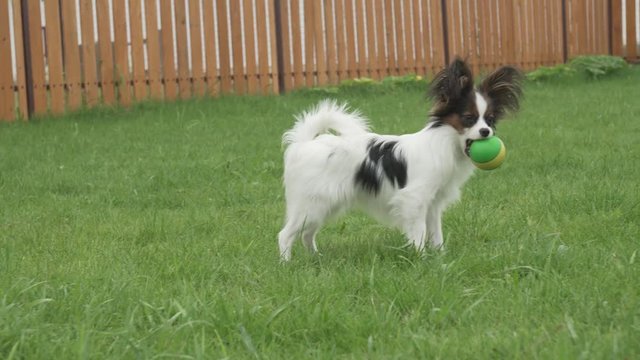 Papillon Continental Toy Spaniel puppy playing with rubber ball on a green lawn stock footage video
