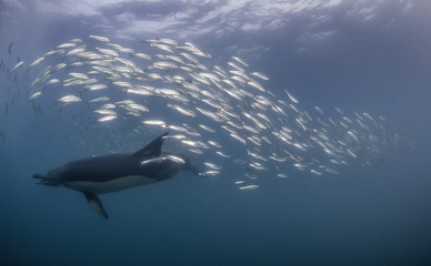 Common dolphins rounding up sardines into a bait ball so they can feed on them. Image was taken...