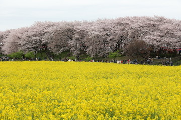 権現堂の桜と菜の花
