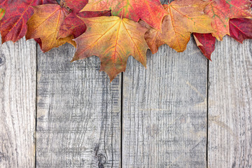 Naklejka na ściany i meble autumn colorful dry maple leaves on old grey wooden table background