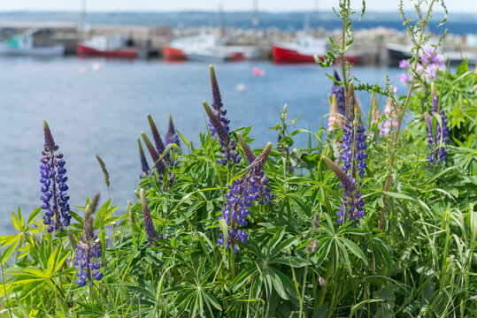 Lupins at Tancook Pier