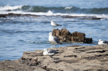 Walking and watching