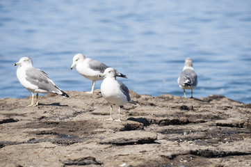 Obraz premium Walking and watching