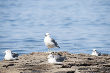 Naklejka premium The standing seagull among them