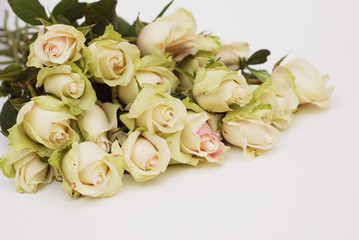Rose Garden with white and Pink Fresh roses. Background from many pink roses. Flower texture big bunch of multiple pink roses
