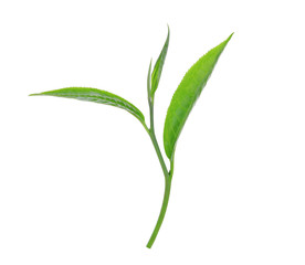 green tea leaf isolated on white background