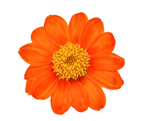top view of single orange flower isolated on white background - Powered by Adobe