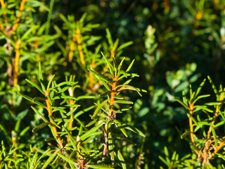 Marsh Labrador tea, Rhododendron tomentosum Ledum palustre, leaves on stem, close-up, selective focus, shallow DOF