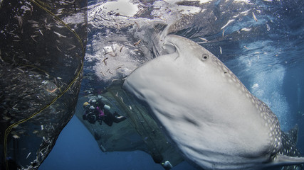 Whale sharks feeding below a floating fishing platform, Cenderawasih Bay, West Papua, Indonesia. © wildestanimal