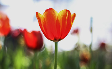 close up tulip