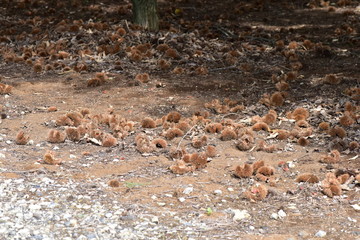 沢山落ちた栗