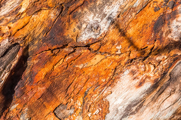  texture bois, tronc d'arbre sec écorcé