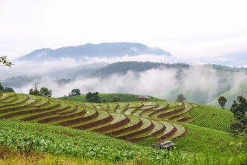 Green terrace rice fields  in early  morning at PA BONGPIENG ,mae JAM CHIANGMAI,THAILAND.