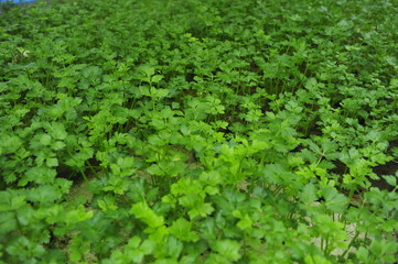 Fototapeta na wymiar Soilless cultivation of greenhouse lettuce