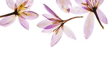 dry crocus flowers