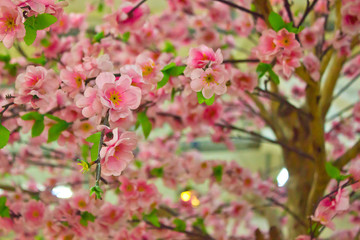 Cherry blossom or Sakura in garden outdoor.