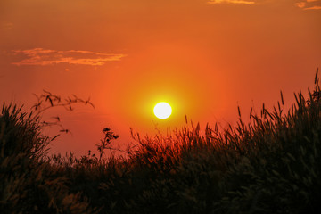 Obraz premium Grass flowers with the sun in the meadow during the sunset.