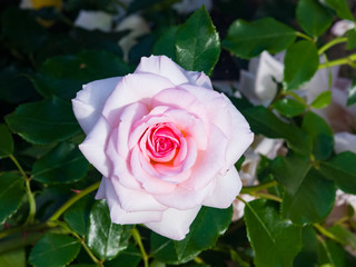 Flower of pink rose in garden on a bush, close-up, selective focus, shallow DOF