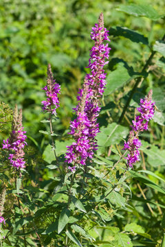 Purple Loosestrife or Lythrum salicaria blossom over water close-up, selective focus, shallow DOF