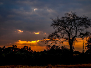 Amazing clouds  look like devil face in the sky at sunset time with dried tree.Halloween concept.