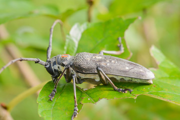 Brown insect on green leaf