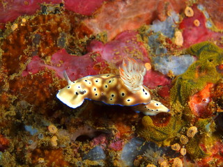 True sea slug