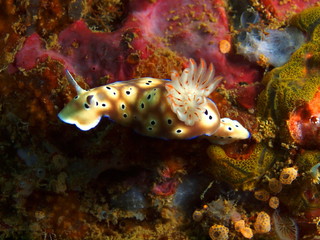 True sea slug