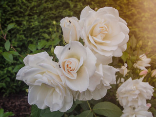 Beautiful white rose with natural green tree background in the  garden in the evening time.