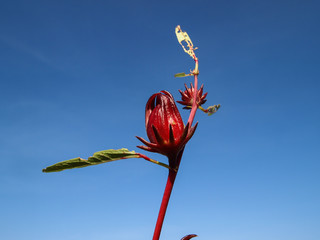 close up of Roselle (Hibiscus sabdariffa) against the blue sky background.
