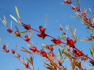  Red sorrel or Jamaica Sorrel.(Hibiscus sabdariffa Linn.) against the blue sky background.