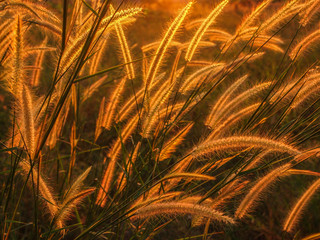 Golden grass flowers with rim light effect during sunset in the grass field in summer.