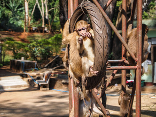 Cute Monkeys relaxing in the park ,sitting on the tower ,eating peanut on the wheel of car tied in Chiangrai ,Thailand.