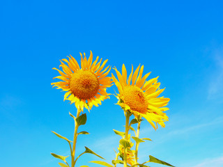 Close up of two beautiful yellow sunflower against blue sky in sunny day.Blue sky background.