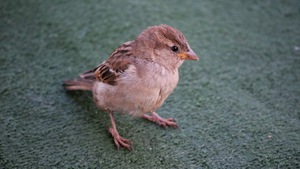 sparrow