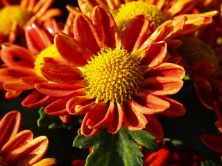 Close up of  orange daisy pistil flower in the field.