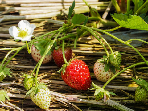 Red and white Strawberry in a farm, still green and white color before change to red, under warm light of the sunshine.