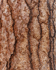 Close-up view of Ponderosa Pine Bark on a large tree showing varied patterns and cracks.