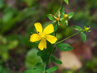 Yellow St. John's Wort or Hypericum perforatum blossom close-up, selective focus, shallow DOF