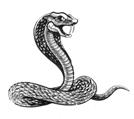 Fototapeta premium Angry cobra