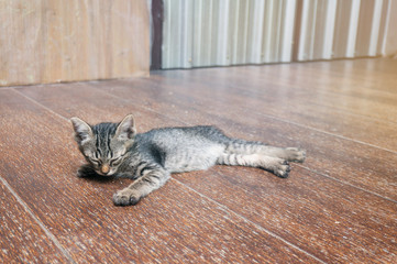 Lazy street little tabby kitten.  Cat  laying on wooden floor with Adorable serious funny face .