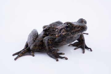 Odorrana andersonii : frog on white background.