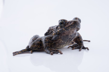 Odorrana andersonii : frog on white background.