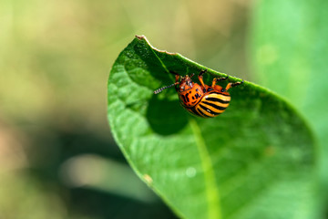 Fototapeta na wymiar Colorado beetle on potato leaves - selective focus