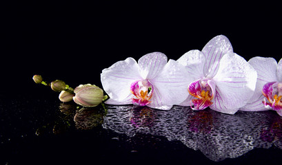 Fototapeta na wymiar Orchid flowers with water drops and reflection on a black background.