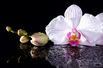 Orchid flowers with reflection on a black background.