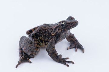 Odorrana andersonii : frog on white background.